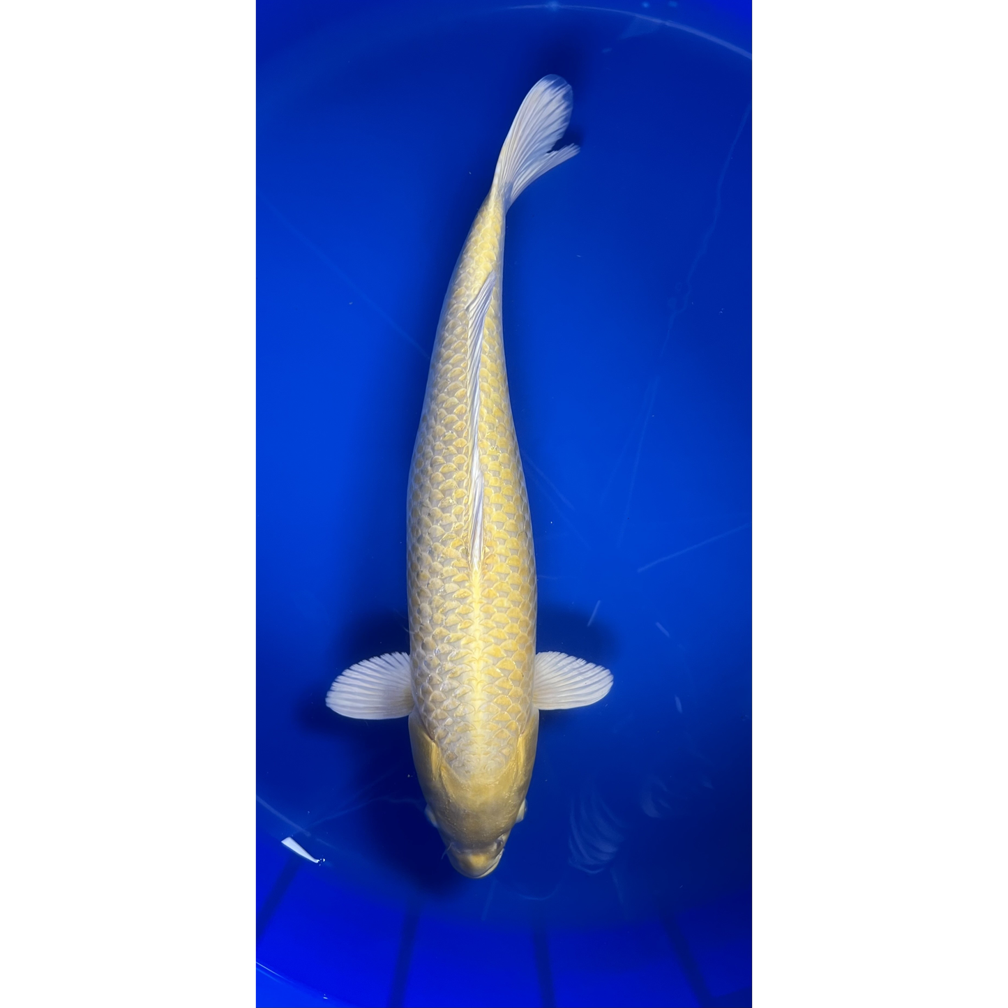 Yamabuki Ogon 55cm Nisai, Sakazume