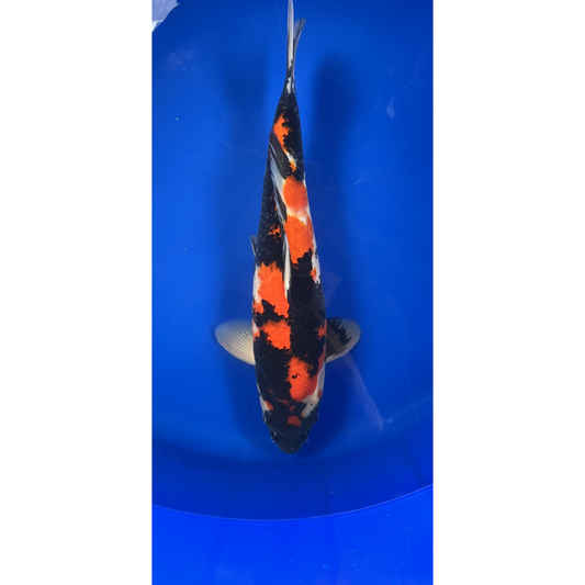 Showa 48cm Nisai, Kase