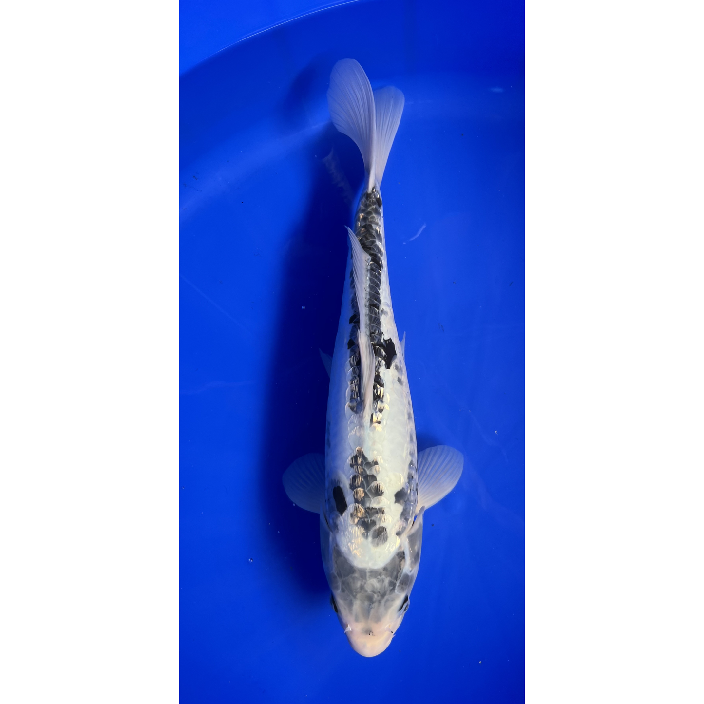Kumonryu  45cm Nisai, Ikarashi Toshinobu