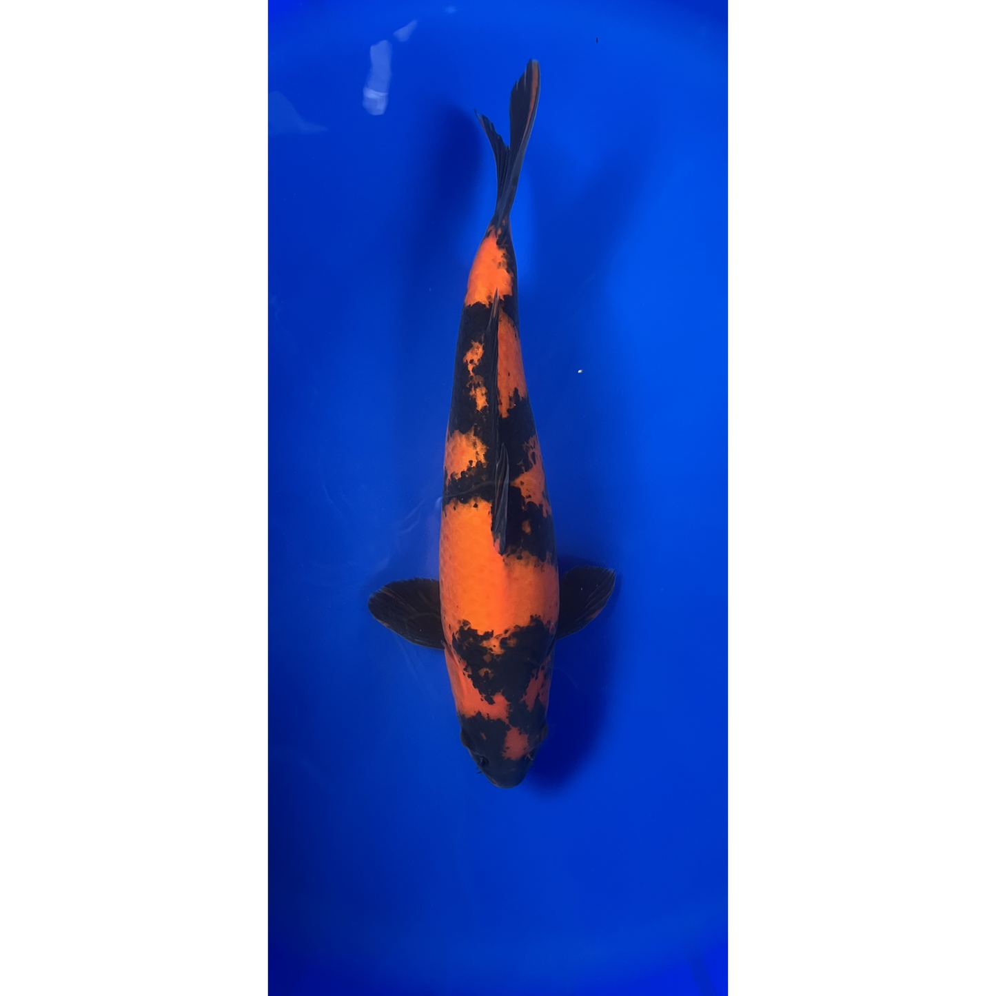 Hi Utsuri 46cm Nisai, Marusei