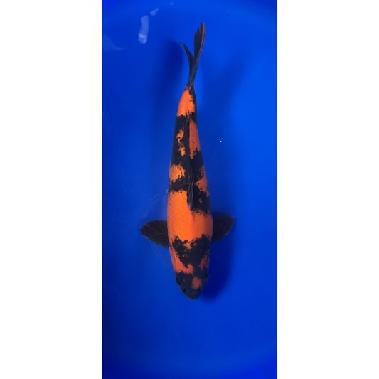 Hi Utsuri 46cm Nisai, Marusei