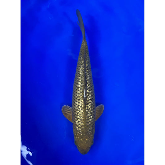 Gin Rin Chagoi 30cm Nisai, Marusei