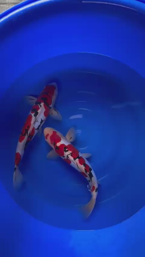 Doits Sanke 52cm Nisai, Hiroi