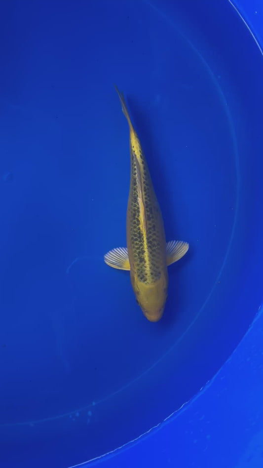 Ki Matsuba  28cm Nisai, Marusei