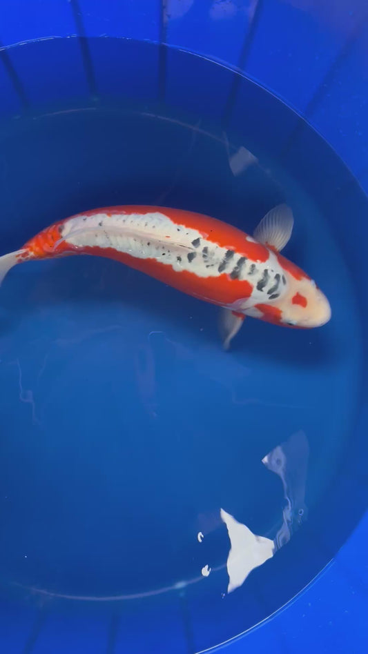 Hi Shusui 50cm Nisai, Marusei