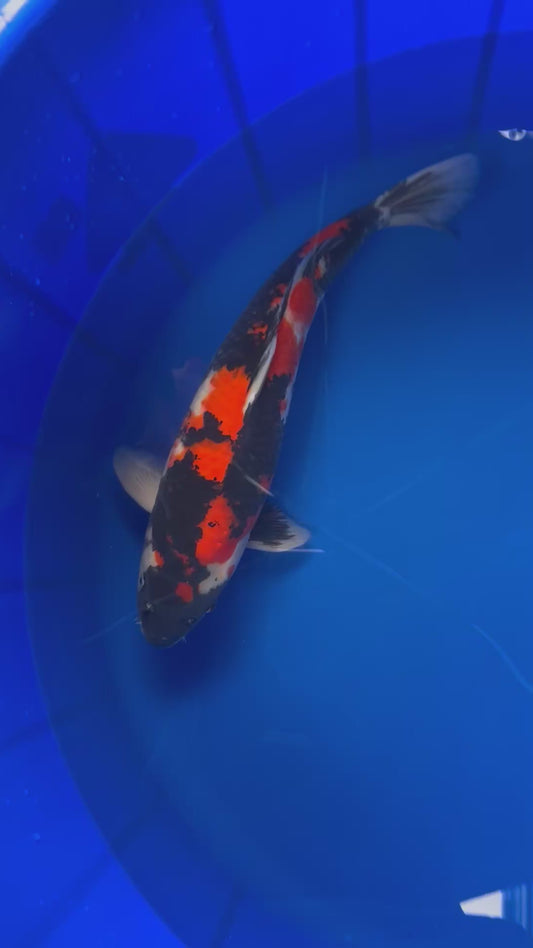Showa 48cm Nisai, Kase