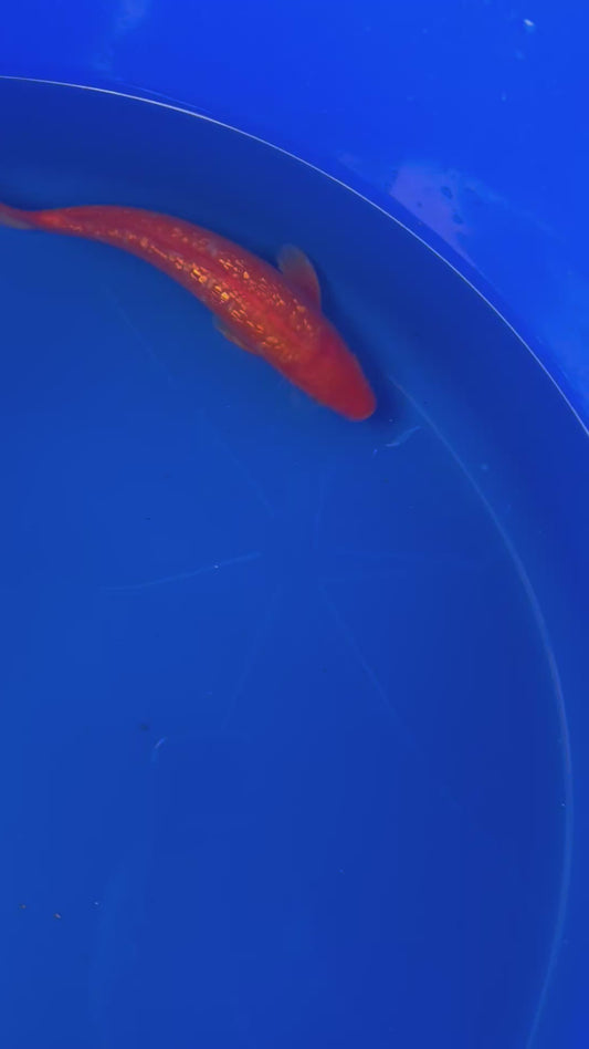 Gin Rin Benigoi  26cm Nisai, Marusei