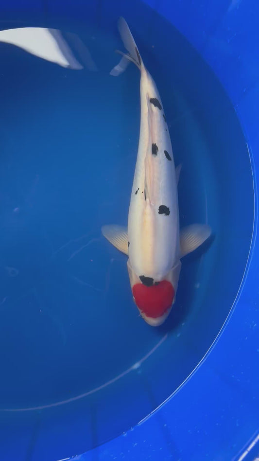 Doitsu Tancho Sanke 54cm Nisai, Hiroi