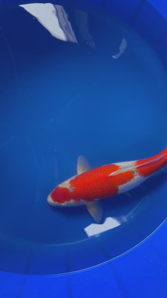 Goshiki 46cm Nisai, Hiroi