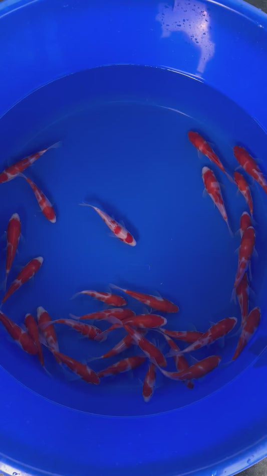 Mixed Kohaku
