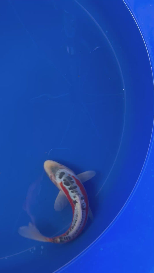 Shusui 25cm Tosai, Marusei