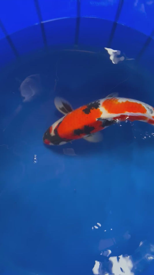 Showa 48cm Nisai, Marusei
