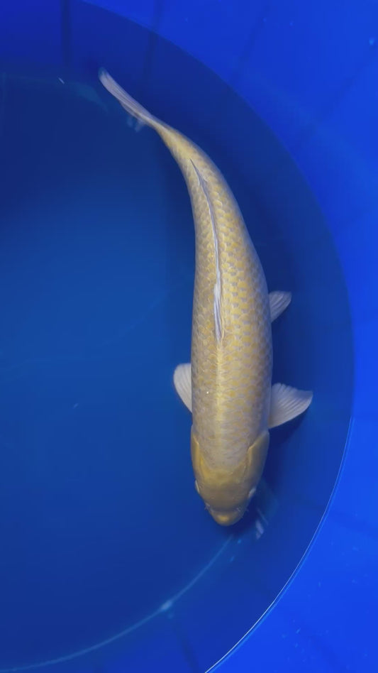 Yamabuki Ogon 55cm Nisai, Sakazume