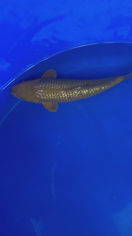 Gin Rin Chagoi 30cm Nisai, Marusei