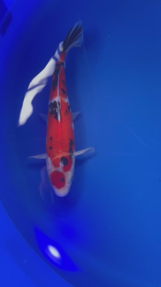 Showa 28cm Nisai, Marusei