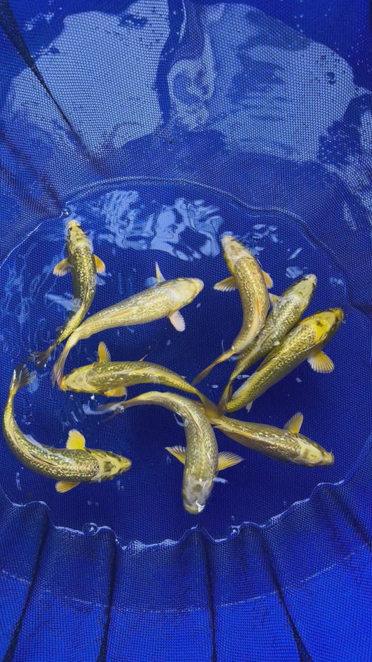 Gin Rin Mukashi/Kubuto 16-18cm Tosai, Marusei